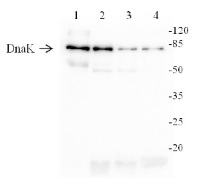 DnaK | chloroplast stromal chaperone in the group Antibodies Plant/Algal / Photosynthesis / Chaperones/Transporters at Agrisera AB (Antibodies for research) (AS07 270)